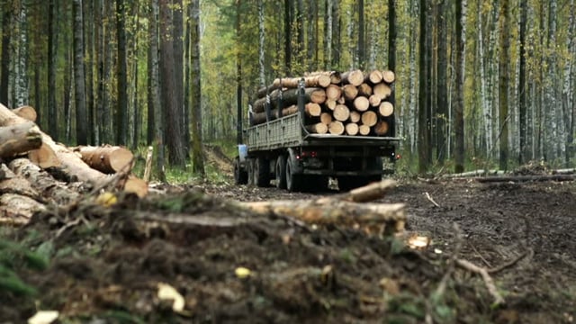 FFP- Forestry.jpg